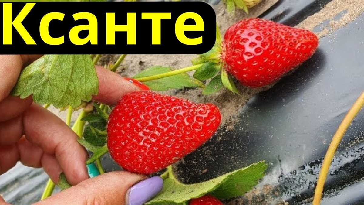 Отличительные особенности клубники Кантус