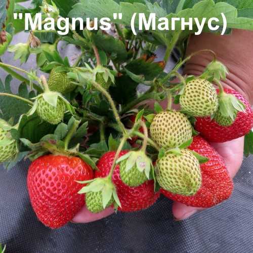 Секреты успеха при выращивании клубники Магнус