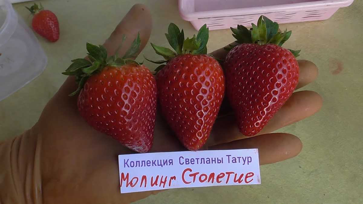 Происхождение клубники Моллинг