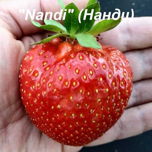 Что такое клубника Нанди?