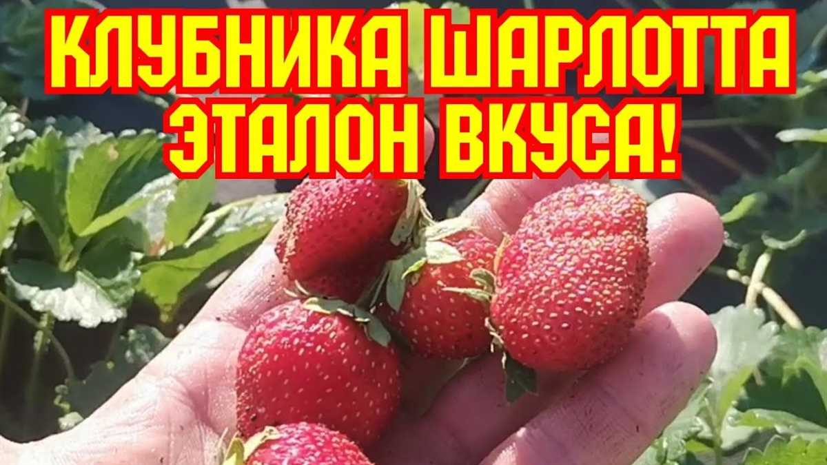 Способы приготовления подлинной клубники Шарлотта