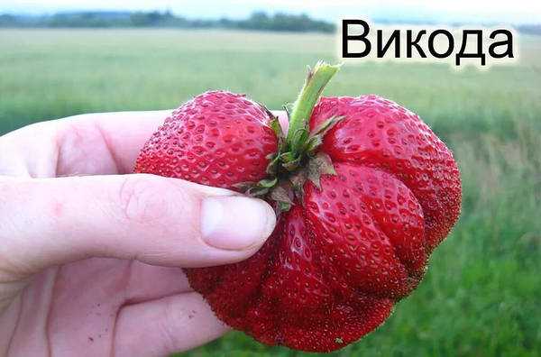 Описание и внешний вид Клубники Викода