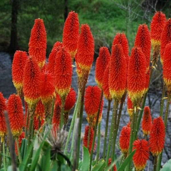 Книфофия великолепная (Kniphofia uvaria)