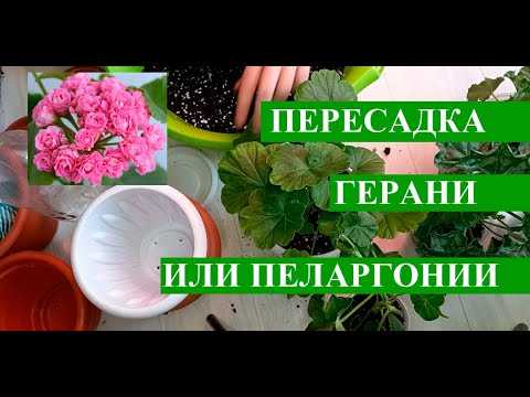 Техника пересадки герани