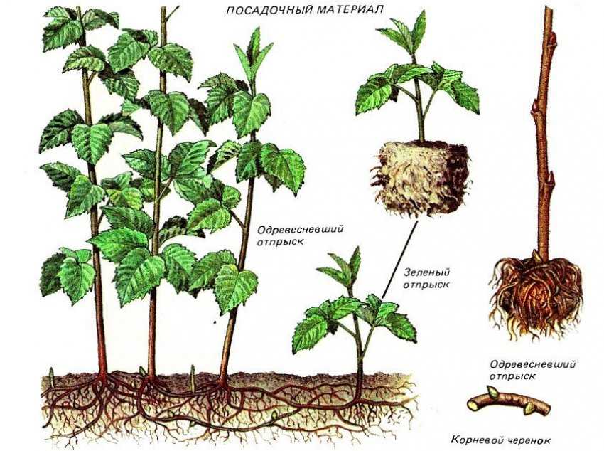 Когда лучше пересаживать малину на новое место?