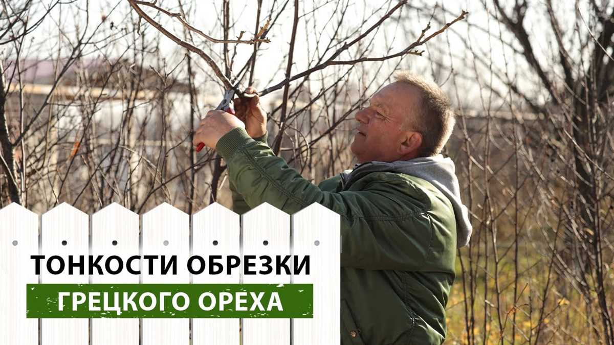 Как правильно обрезать грецкий орех?