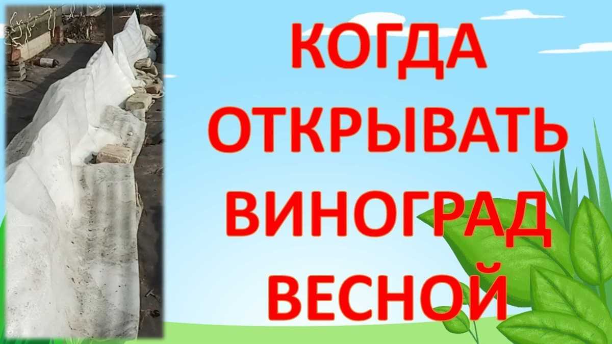 Влияние местности на сроки открытия винограда