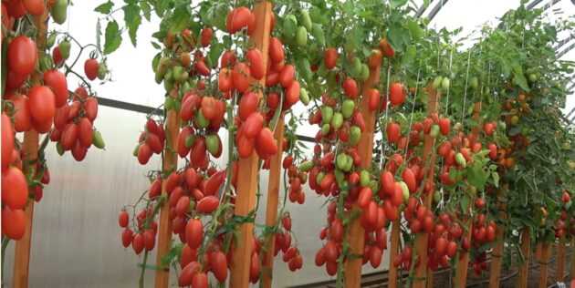 Проверенные советы для посадки помидоров в марте