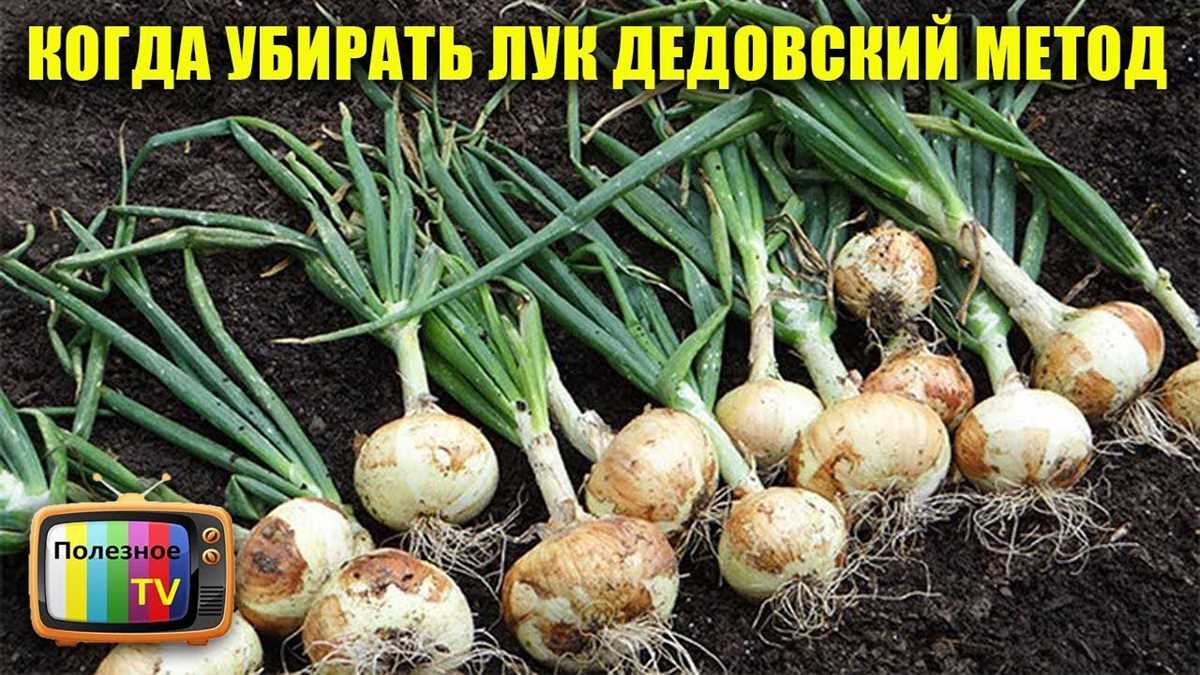 Как и когда убирать лук-севок с грядки?