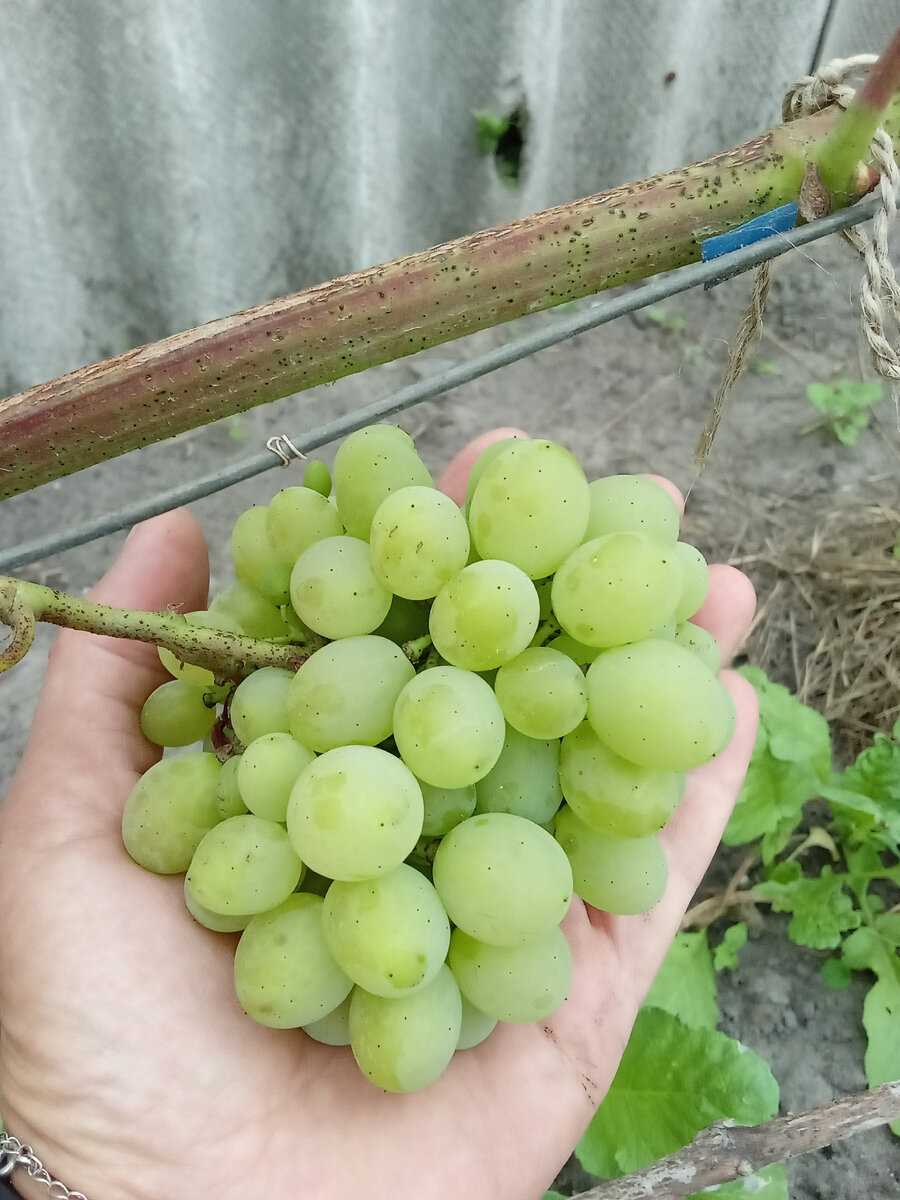 Оптимальная температура для плодоношения винограда