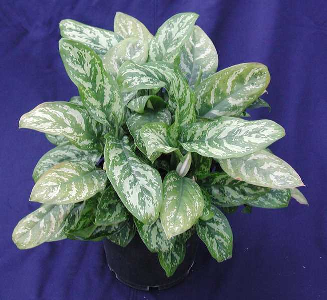 5. Калатея (Calathea)