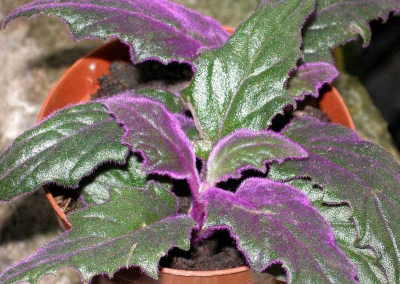 Преимущества использования комнатных цветов с фиолетовыми листьями: