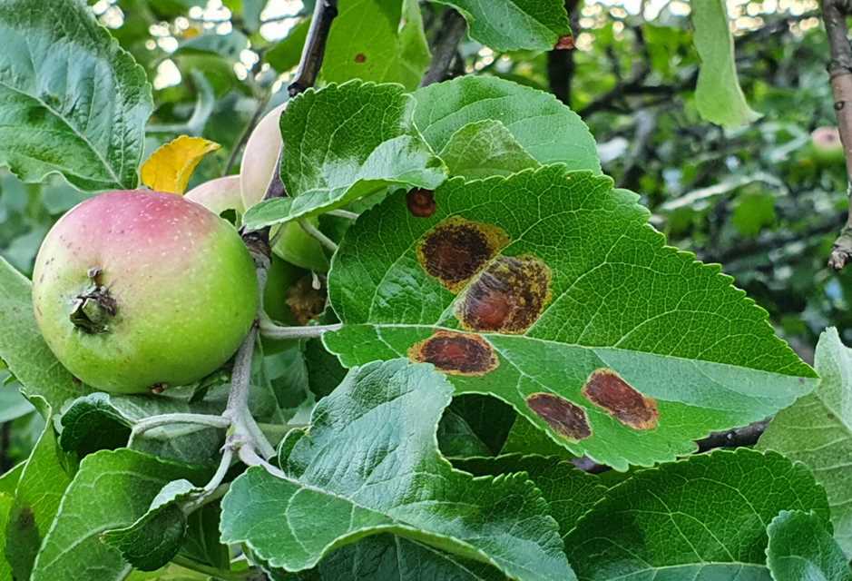 Причины появления коричневых пятен на листьях яблони