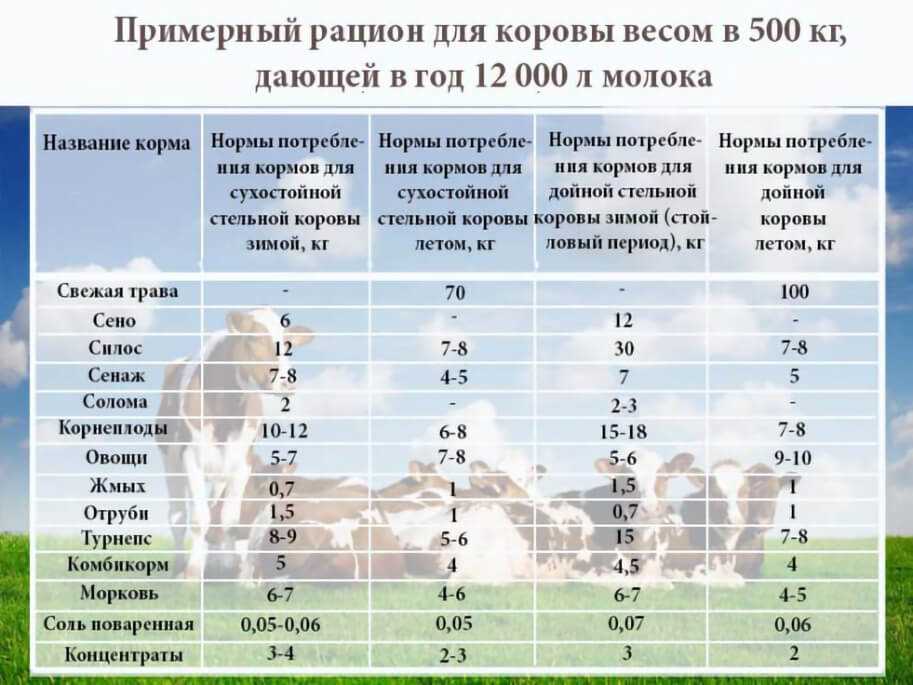 Важность правильного кормления коровы