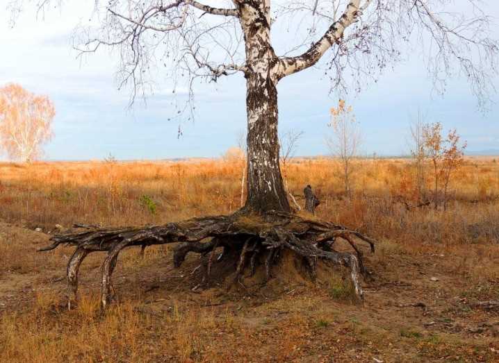 Влажность почвы