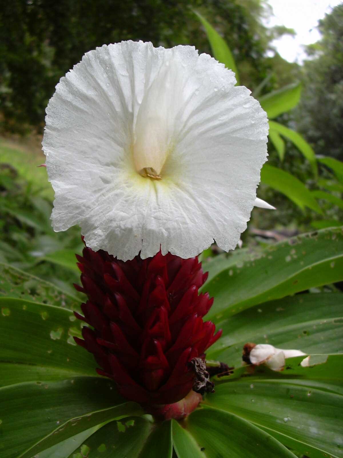 1. Костус Перистый (Costus pulverulentus)