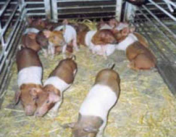 Главные проблемы, связанные с разведением красно-поясных свиней