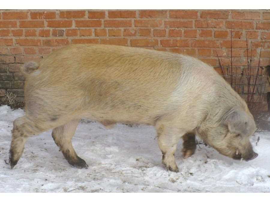 Преимущества и недостатки содержания красно-поясных свиней
