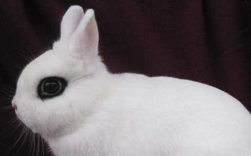 Особенности внешности кроликов Хотот