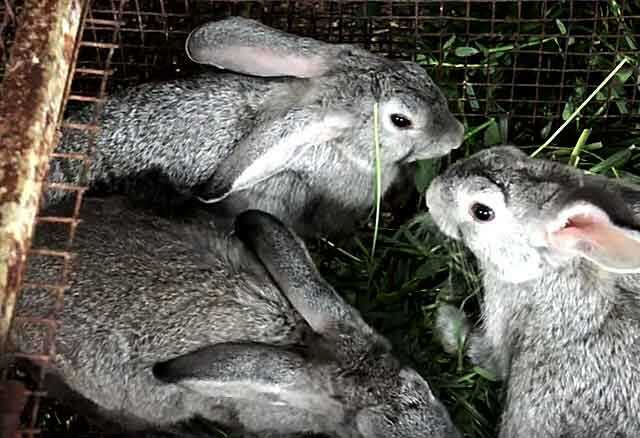 Уход за кроликом шиншилла: основные правила