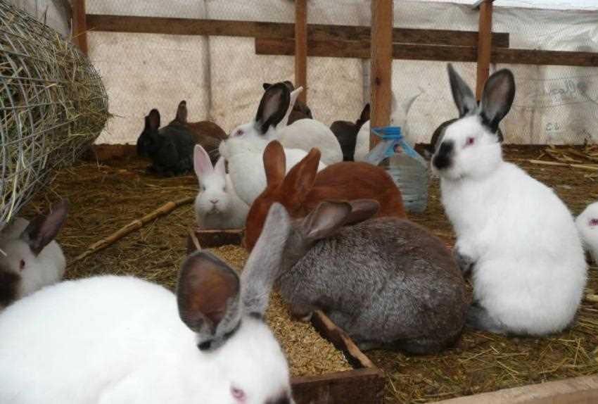 Кролики шиншилла: поведение и общение