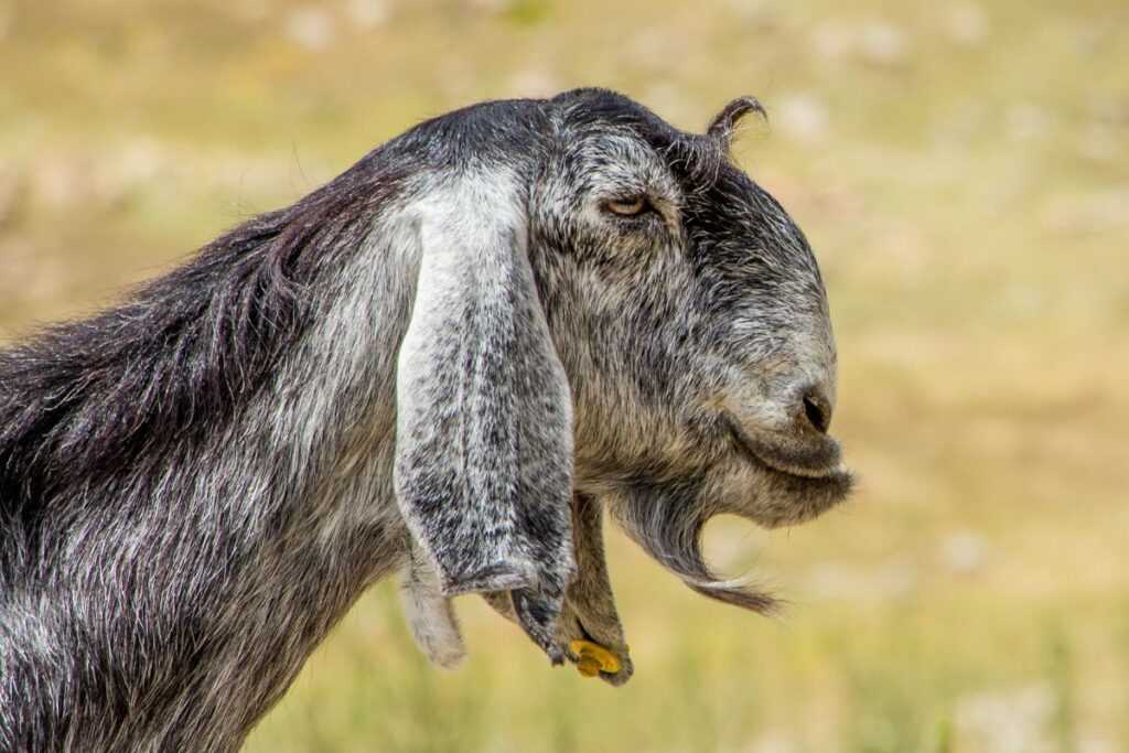 Особенности характера и лактации нубийских коз