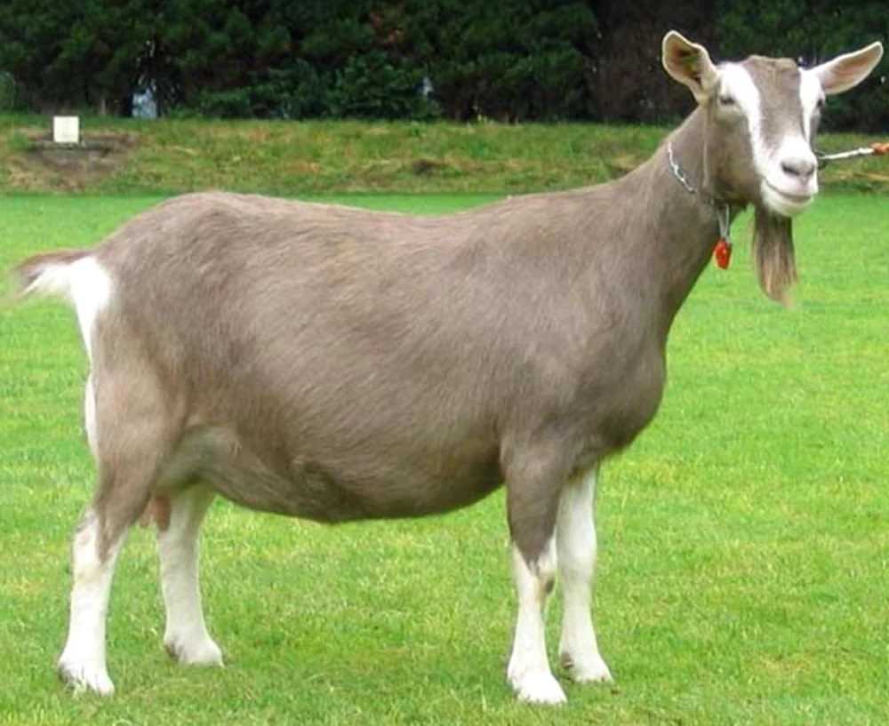 Таблица: Размер и вес нубийских коз