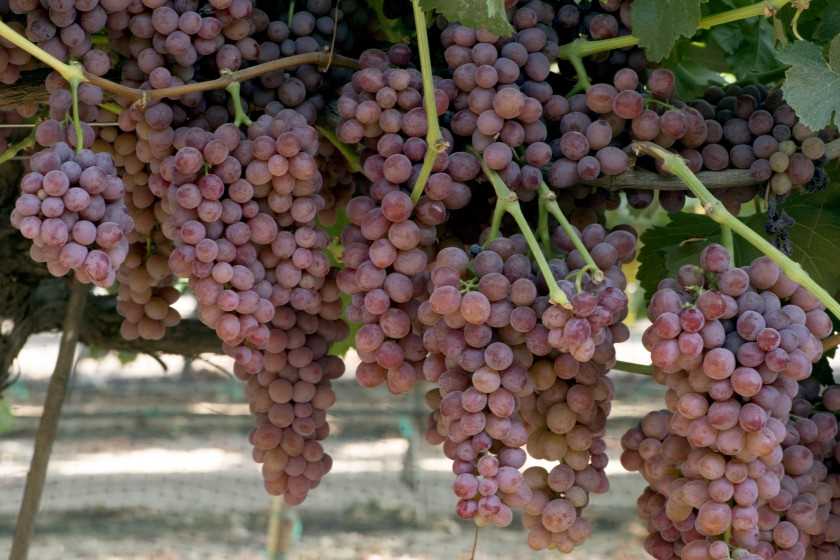 Как выбрать и выращивать крупные сорта винограда