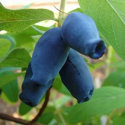 1. Жимолость Аляски (Lonicera caerulea var. emphyllocalyx)