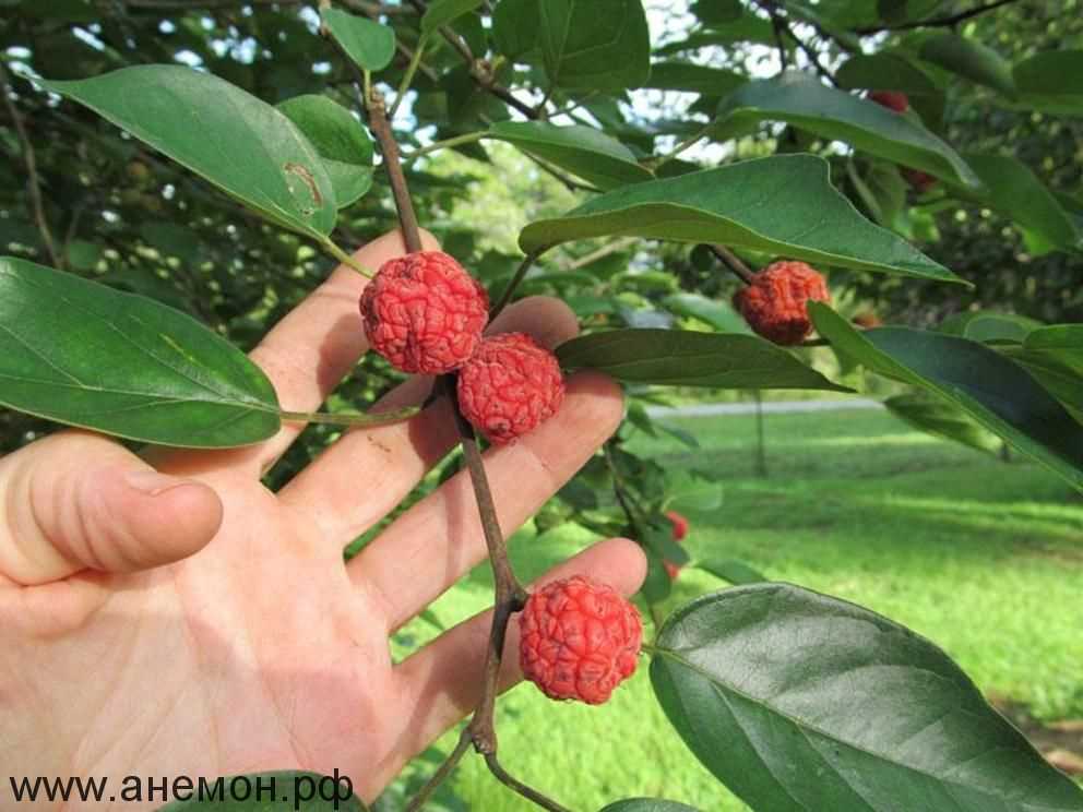 Уход за клубничным деревом кудрания