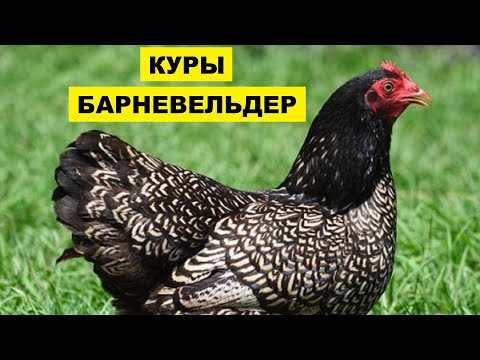 Всё, что нужно знать о курах Барневельдер