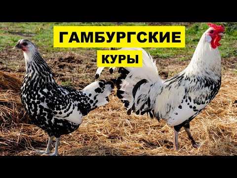 Особенности содержания и ухода за Гамбургскими курами