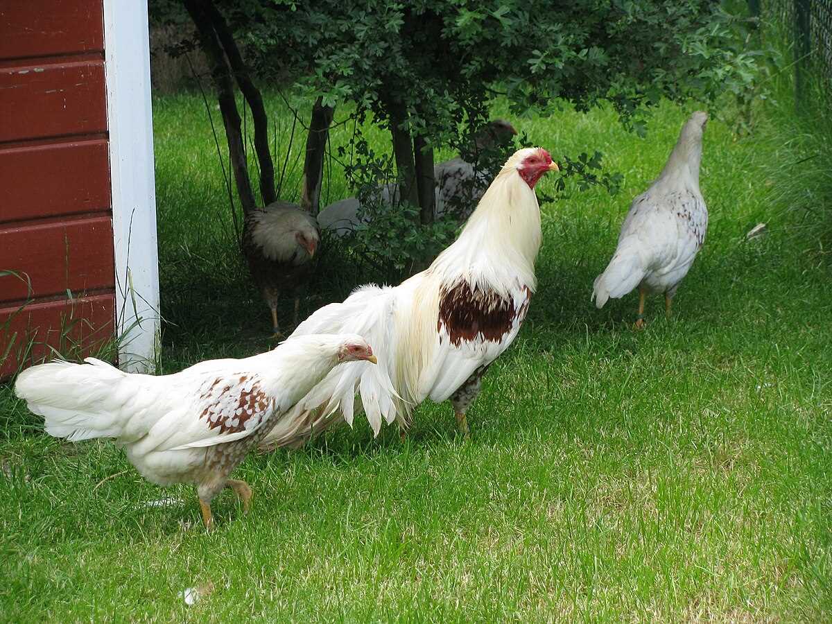 Внешний вид кур породы Йокогама