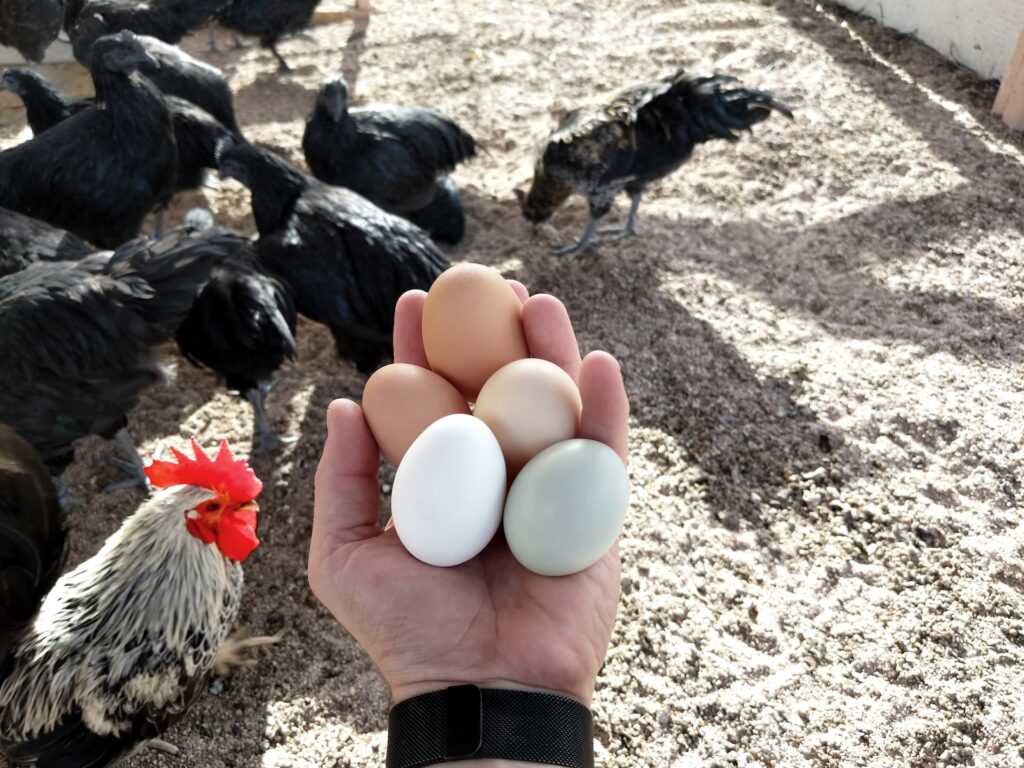 2. Собирайте яйца регулярно