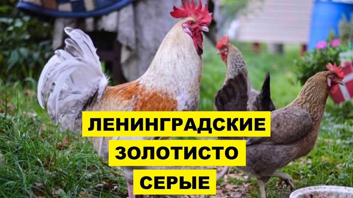 Польза и способы использования курьего мяса