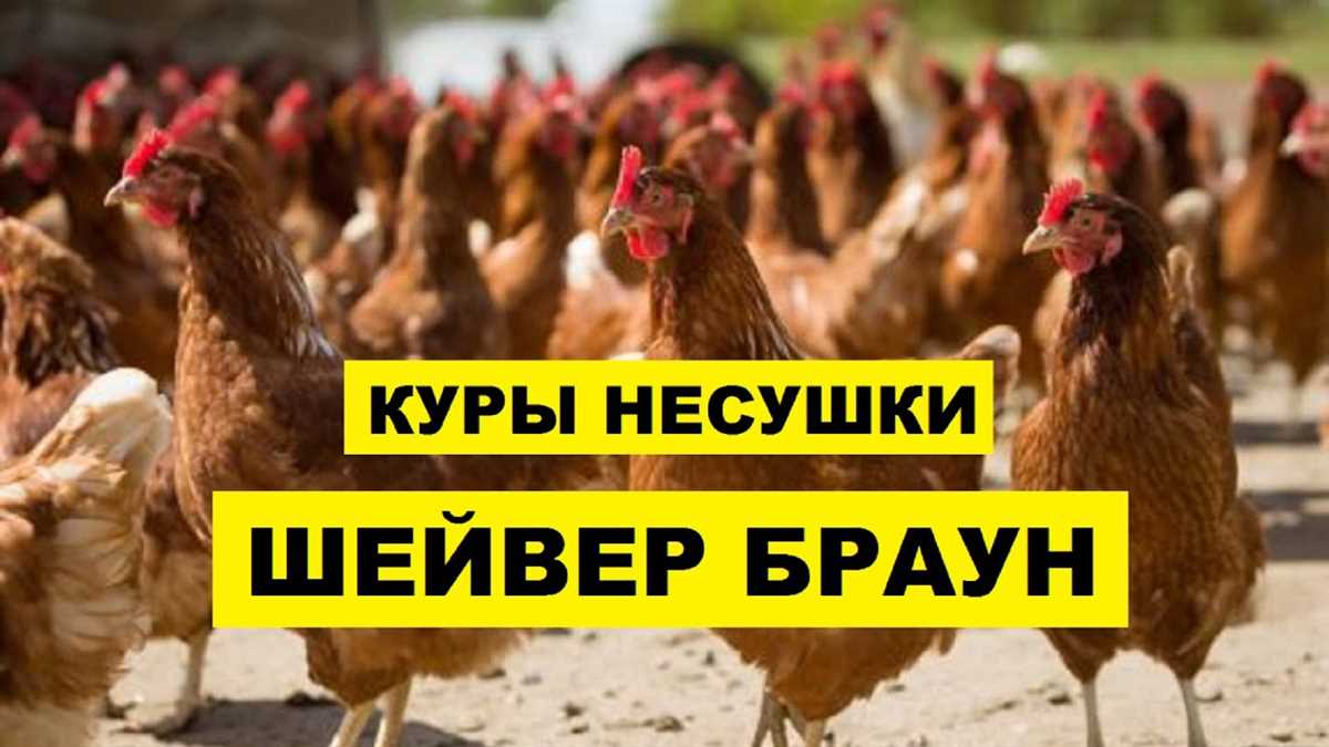 Популярность и распространение породы