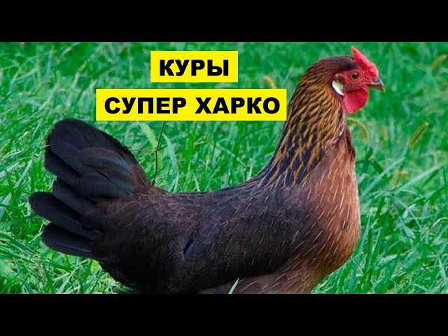 Преимущества разведения кур Супер Харко