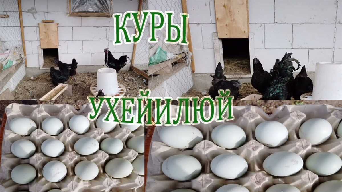 Важность кур Ухейилюй в сельском хозяйстве