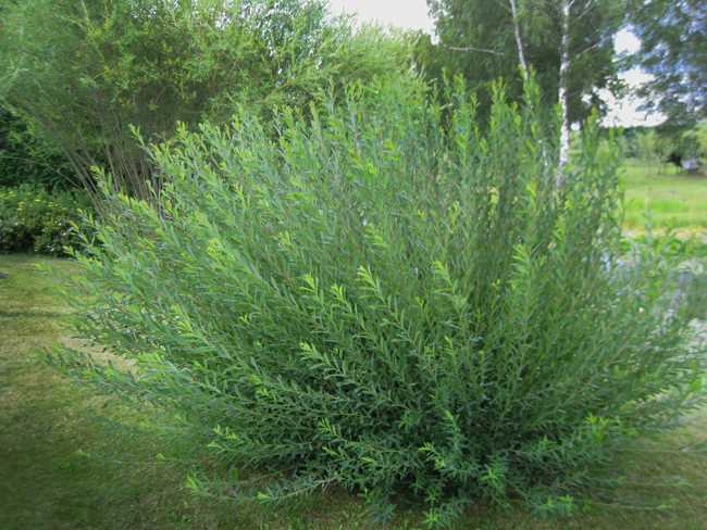 Ива крупнолистная (Salix mature)