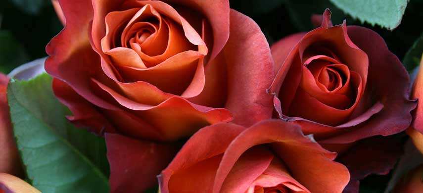 Виды и сорта кустовых роз