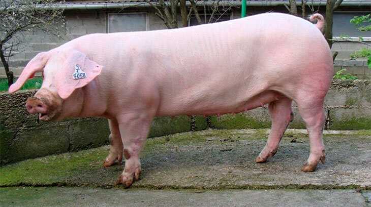 История происхождения породы свиней Ландрас