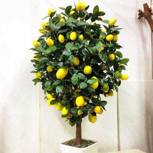 4. Лимон Мейер (Citrus × meyeri)