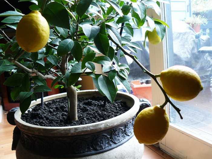 1. Лимон италийский (Citrus limon)