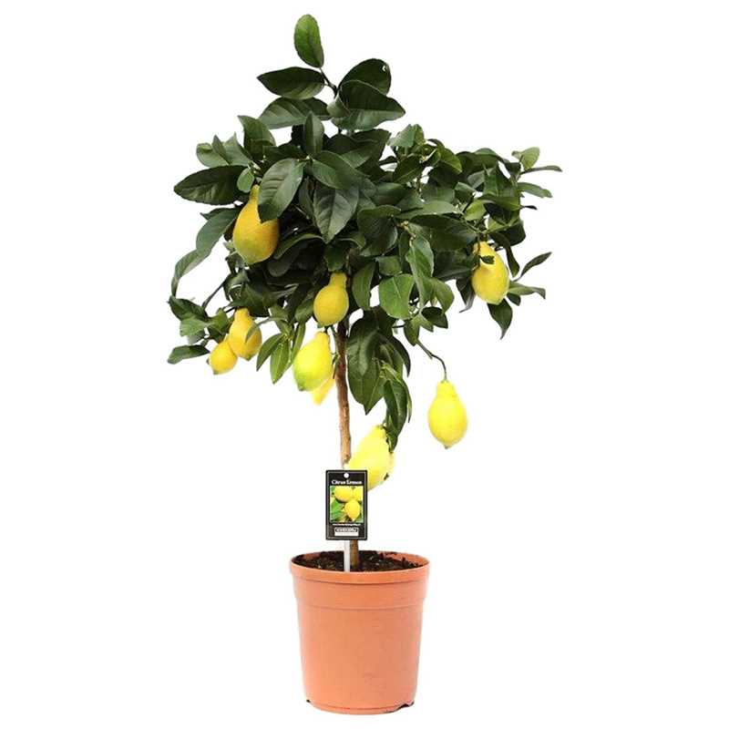 3. Лимон бергамот (Citrus bergamia)