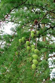 2. Larix decidua 'Varied Directions'