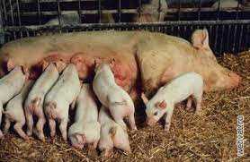 Порода свиней: литовская белая