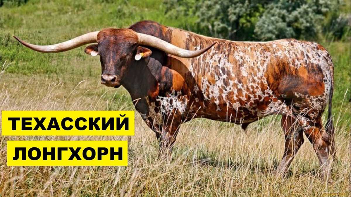 Особенности разведения