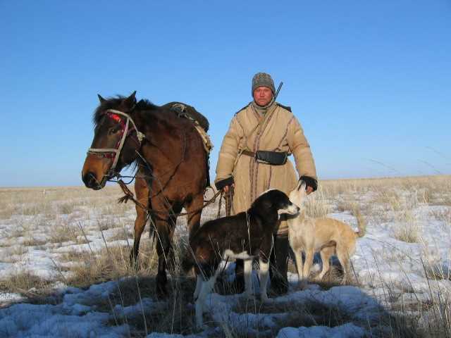 Проблемы и перспективы развития породы лошади Адаевской