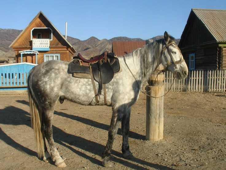 Особенности внешности Лошади Алтайской