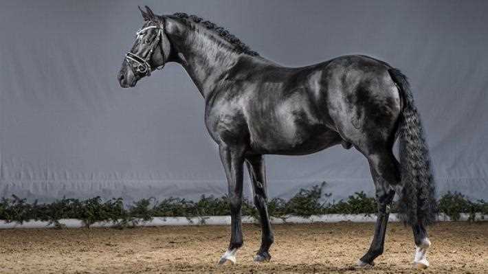 Развитие Андалузской лошади в современных условиях
